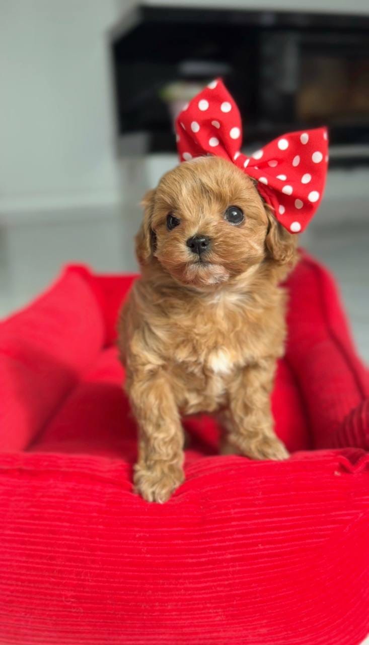 Cachorros Caniche Toy