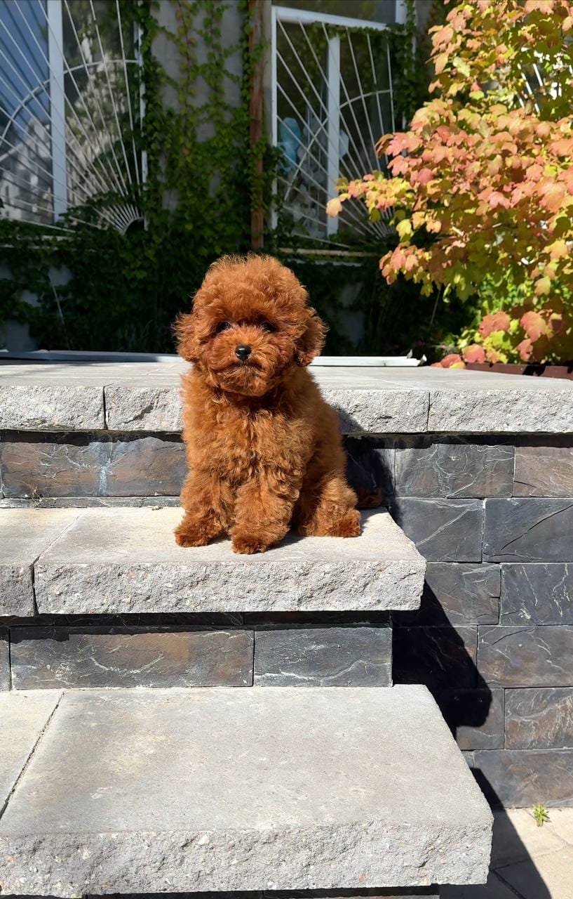 Cachorros de caniche adorables en adopción