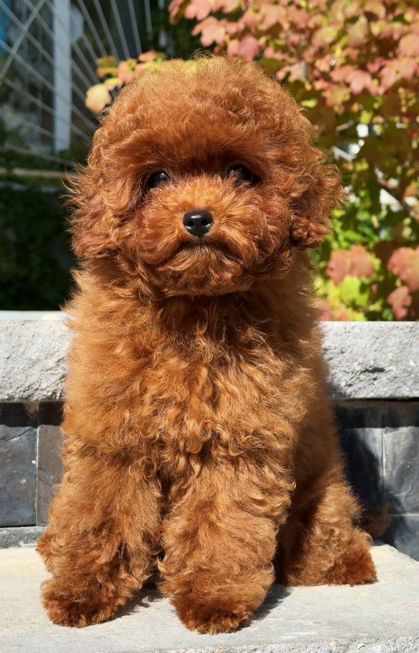 Cachorros de caniche adorables en adopción - foto 2