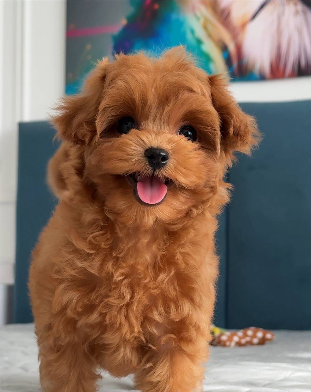 Cachorros de caniche adorables en adopción - foto 3