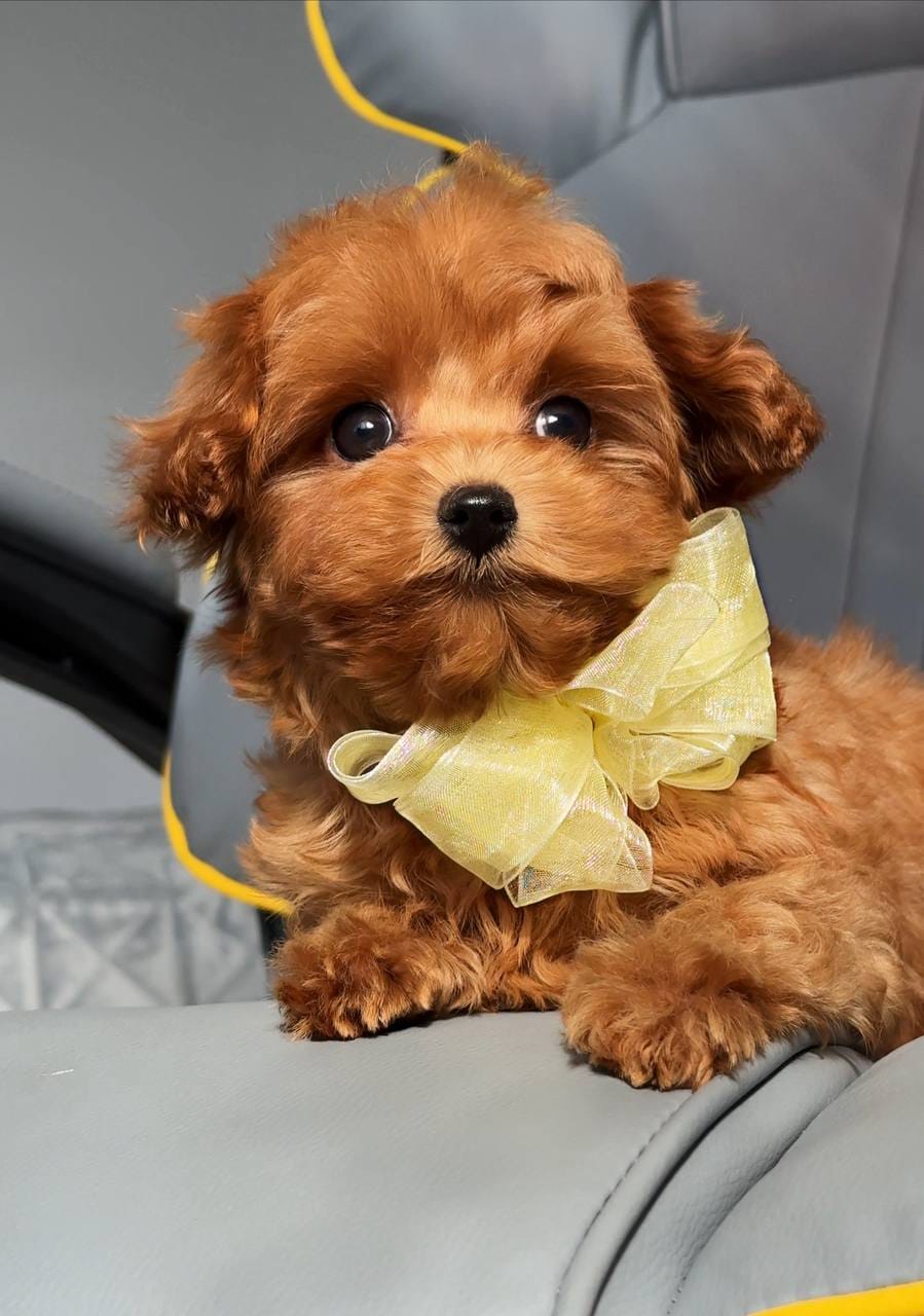 Cachorros de caniche adorables en adopción - foto 4