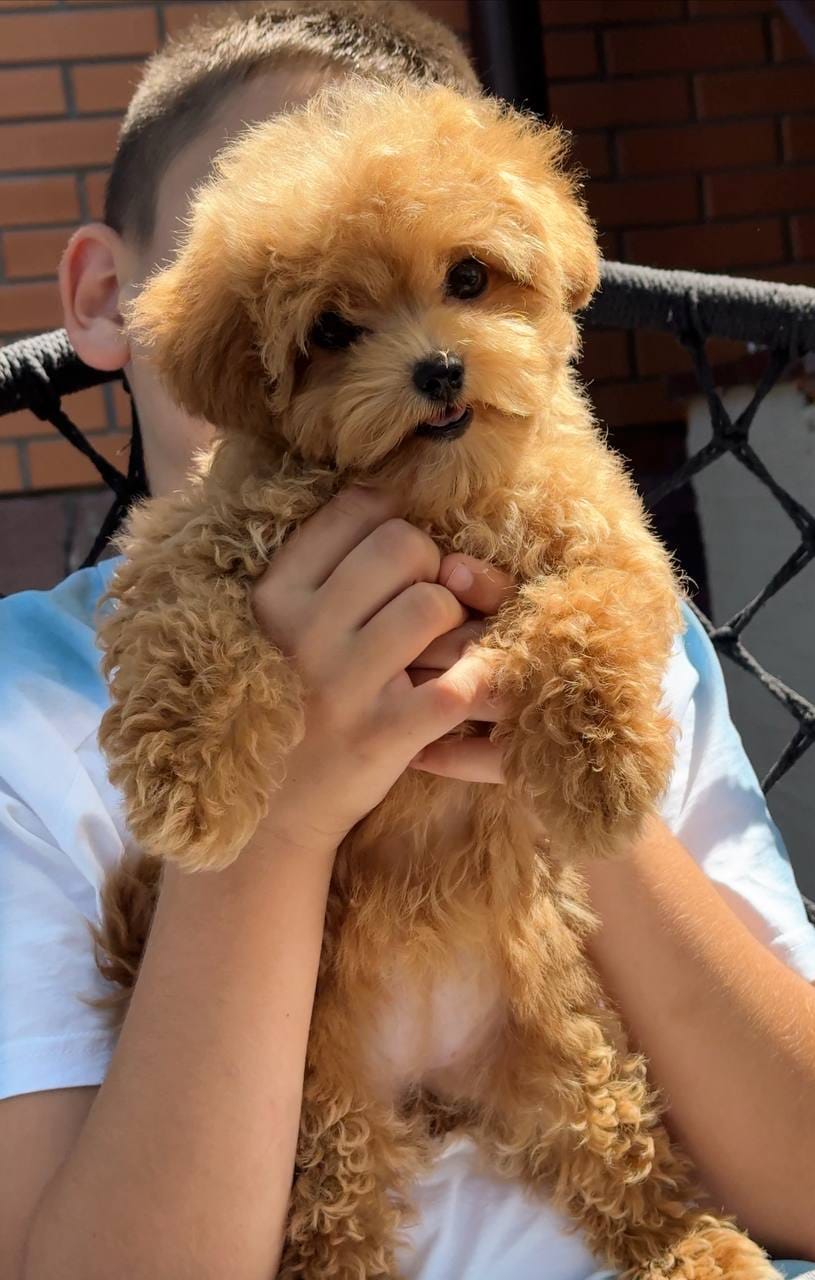 Cachorrita busca nuevo hogar