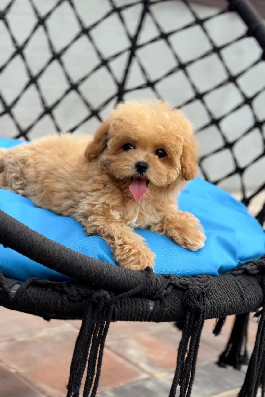 Cachorrita busca nuevo hogar - foto 3