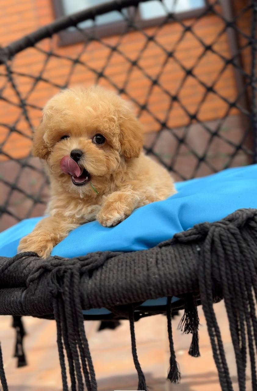 Cachorrita busca nuevo hogar - foto 4