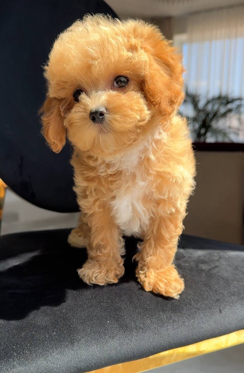 Cachorros de caniche adorables disponibles - foto 3