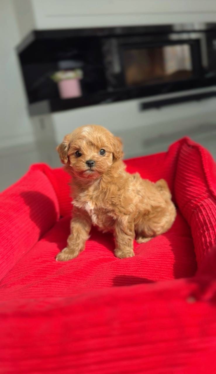 Tenemos cachorros de caniche toy de la mejor calidad.