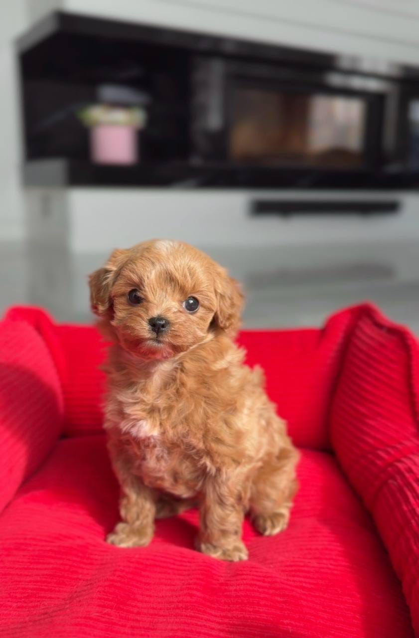 Tenemos cachorros de caniche toy de la mejor calidad. - foto 4
