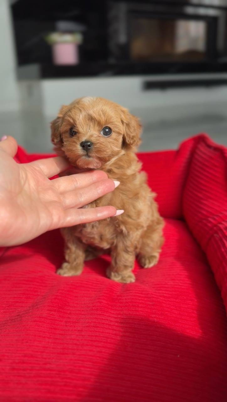 Tenemos dos adorables cachorros de caniche toy. - foto 3