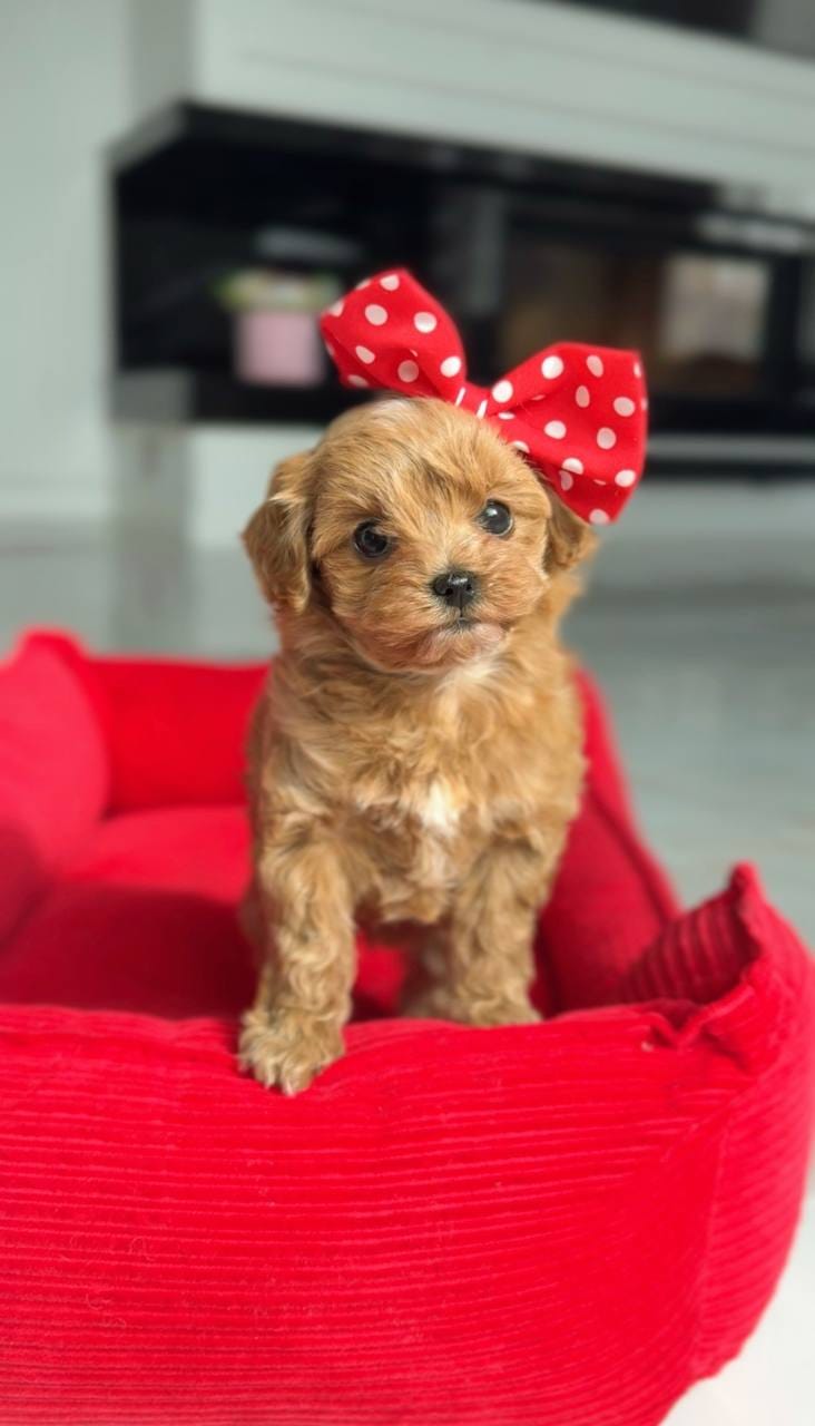 Tenemos dos adorables cachorros de caniche toy. - foto 4