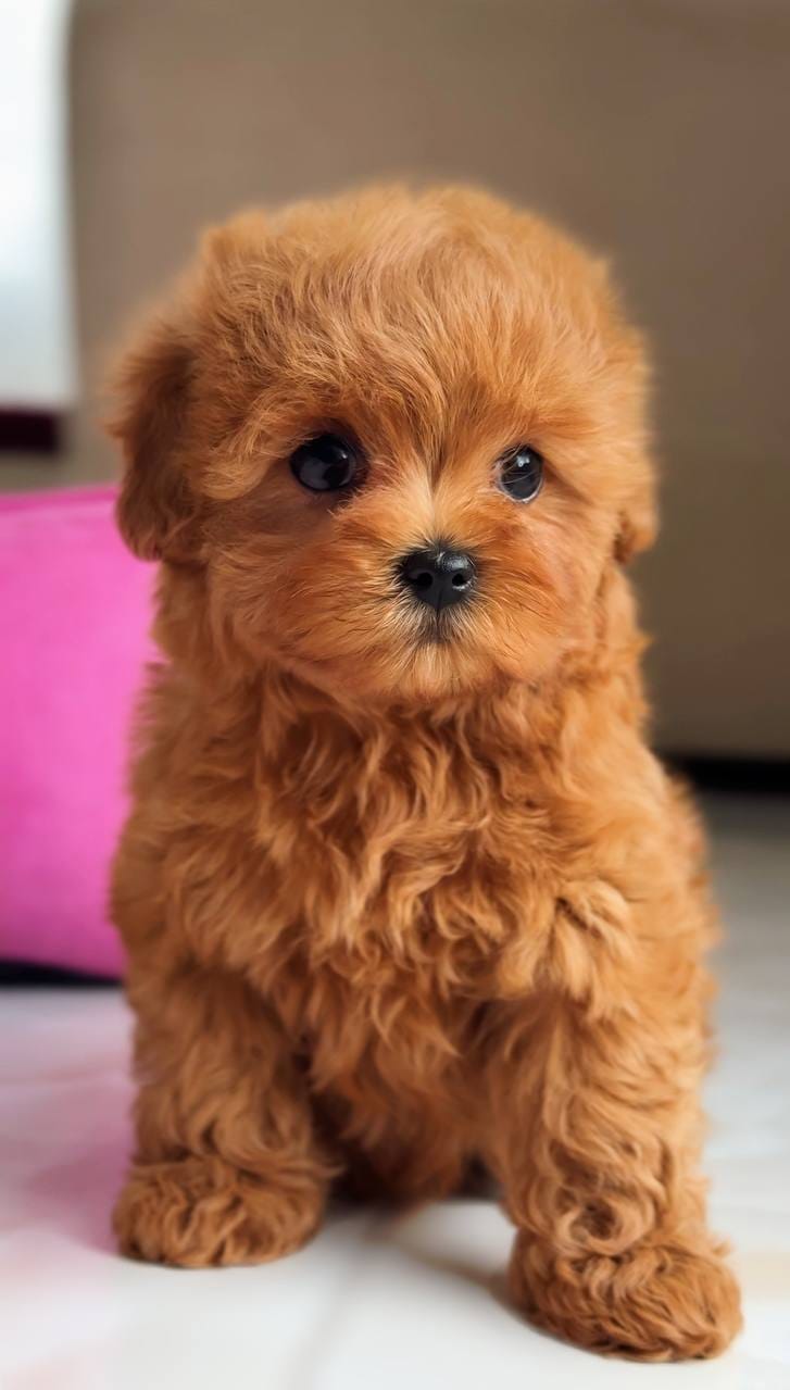 Cachorros de Caniche Toy de Pura Raza